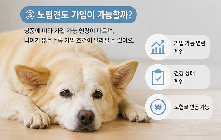 강아지 보험은 몇 살까지 가입할 수 있을까?