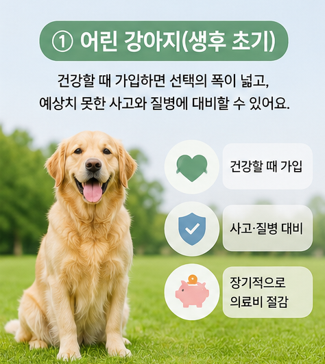 강아지 보험은 몇 살까지 가입할 수 있을까?